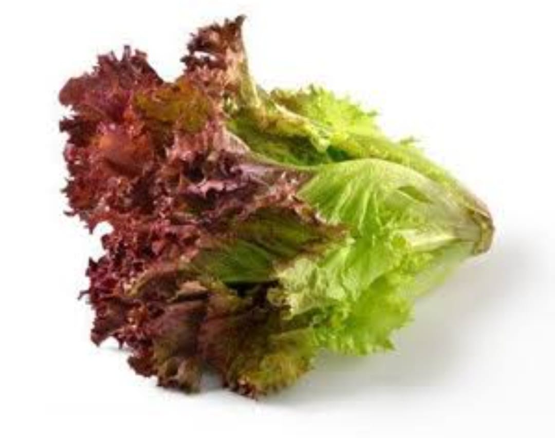 Lollo Rosso