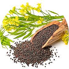 Mustard 1KG