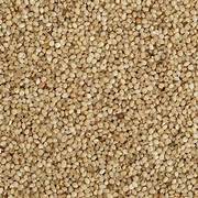 Little Millet