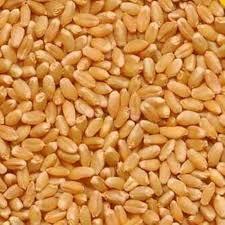 Sharbati Wheat 1KG